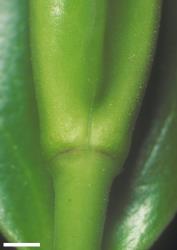 Veronica bollonsii. Leaf bud with no sinus. Scale = 1 mm.
 Image: W.M. Malcolm © Te Papa CC-BY-NC 3.0 NZ